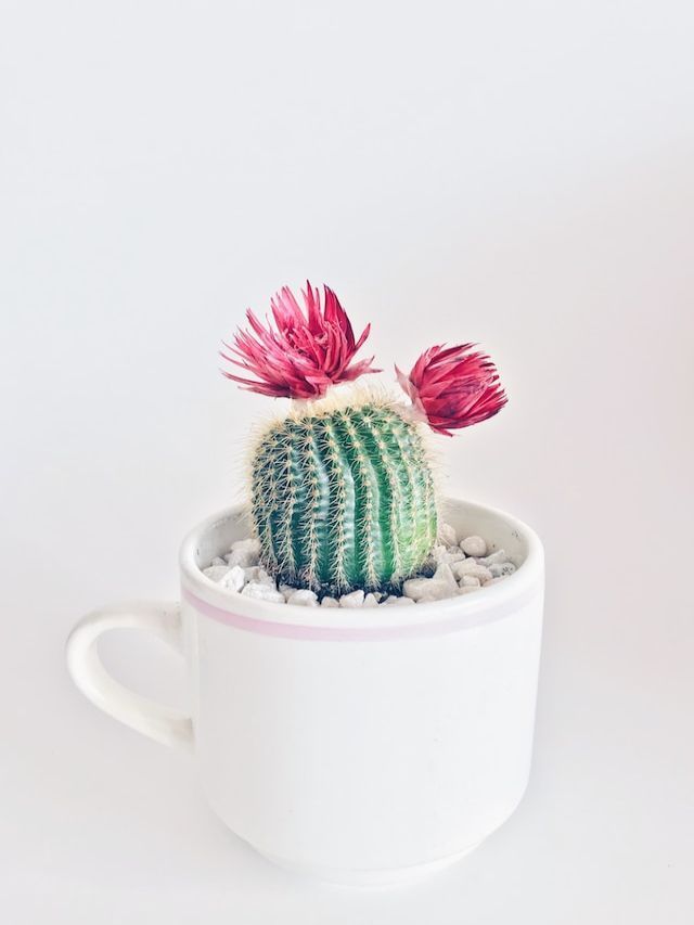 bad luck plant-cactus