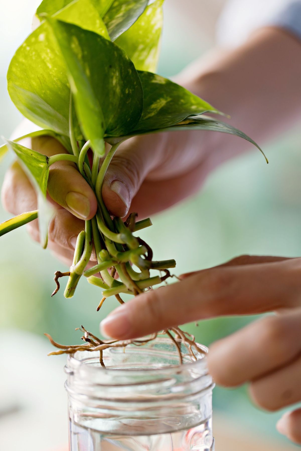 Grow a Money Plant at Home to Increase Your Wealth: 7 Tips to Remember