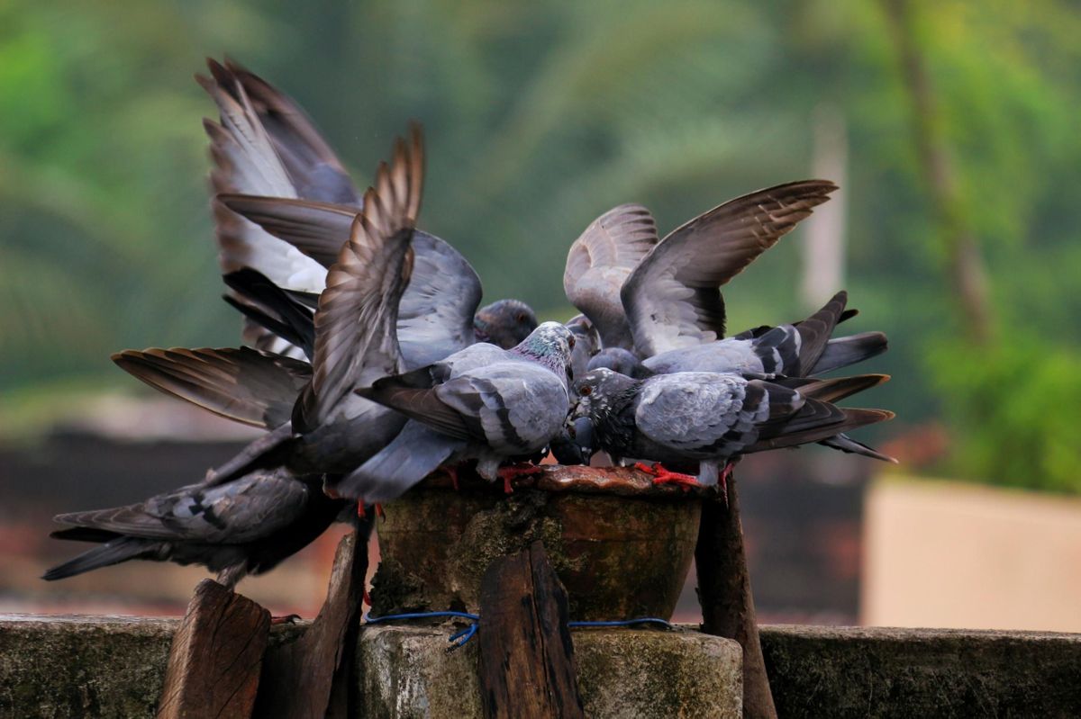 10 Easy Simple Tips To Keep Pigeons Away 10-easy-simple-tips-to-keep-pigeons-away