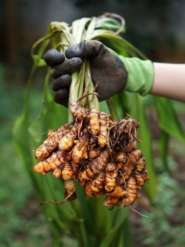 6 Tips To Grow Turmeric Or Haldi At Home