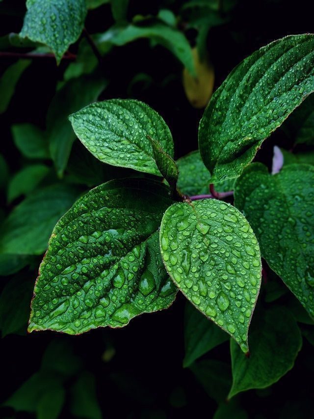 7 Vastu And Health Benefits Of Mint Leaves You Should Not Miss Out On