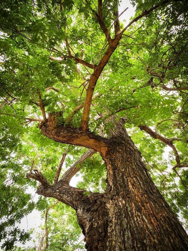 6 Vastu Benefits Of Planting A Neem Tree At Home