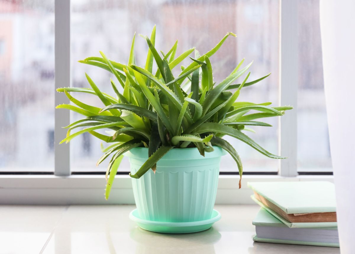 Why Keep Aloe Vera Plant At Your Home Here Are Some Top Reasons