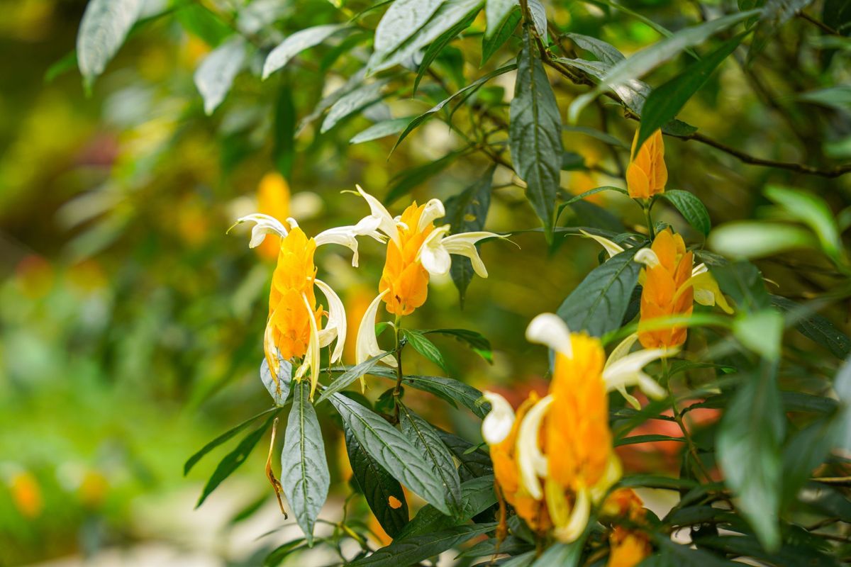 Lollipop Plants How To Grow And Care For, Uses, And Everything You