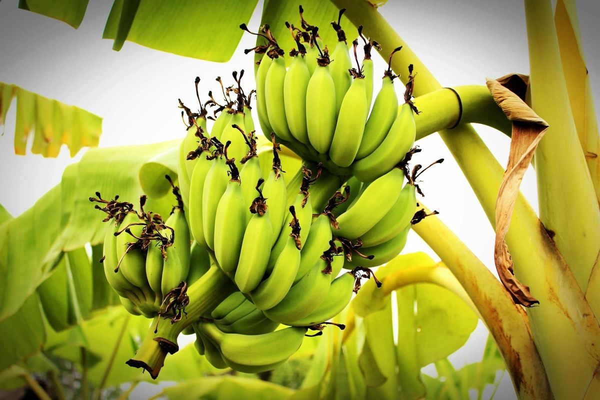 StepbyStep Guide to Grow Bananas at Home