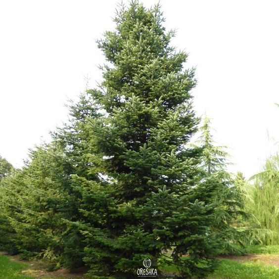 Types of Xmas Fir Trees | How to Grow A Fir Tree