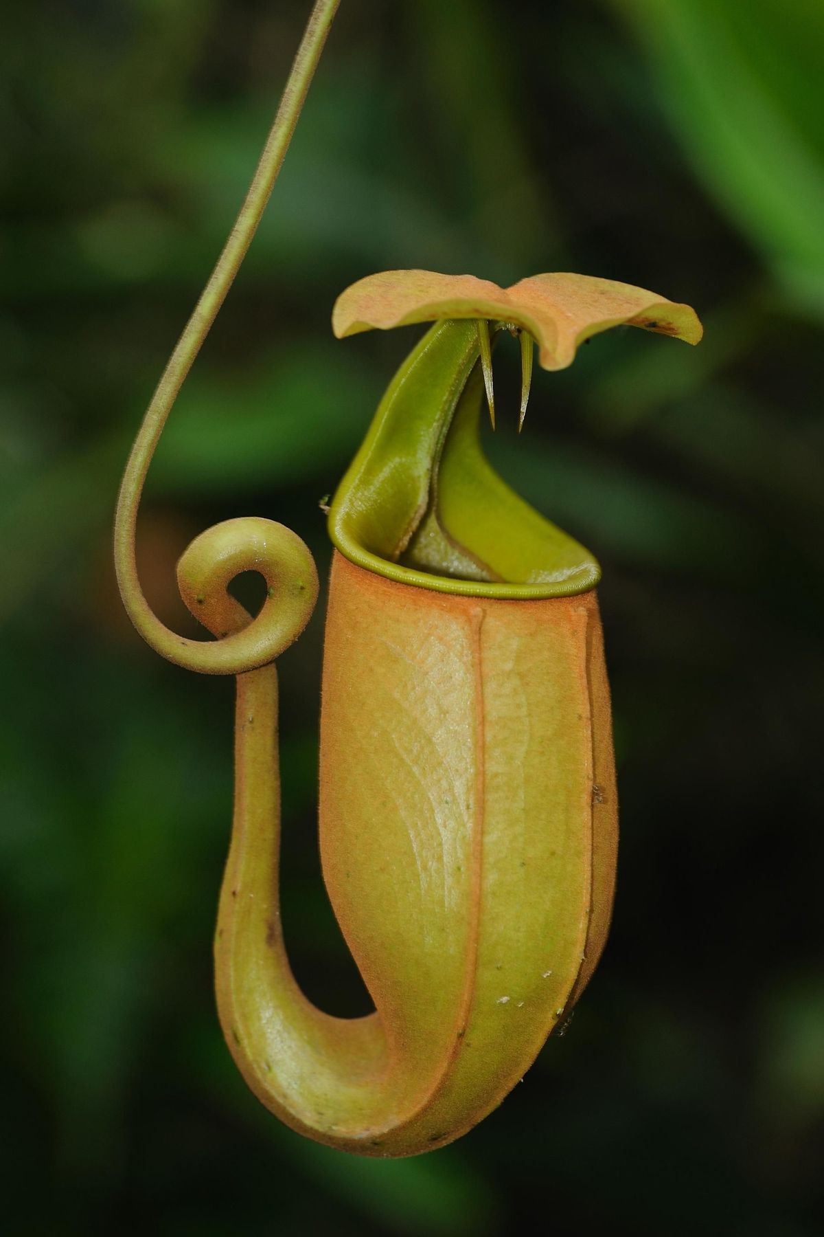 6 Beautiful Carnivorous Houseplants That Eat Insects And Make Your Home