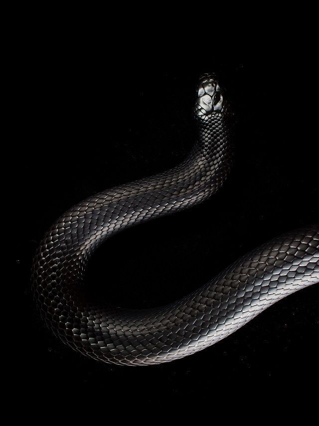 Have You Witnessed A Snake In Your House? Here Are 6 Spiritual Meanings