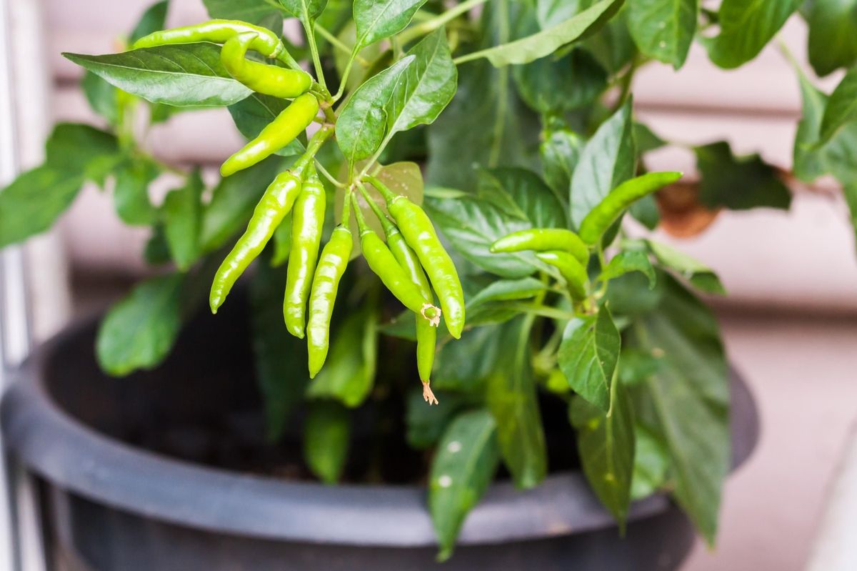 how to take care of chilli plants in winter