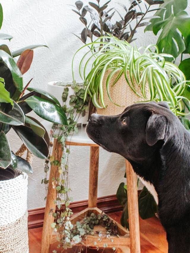 Top 7 Easy-to-Grow Indoor Plants that Are Safe For Your Dogs