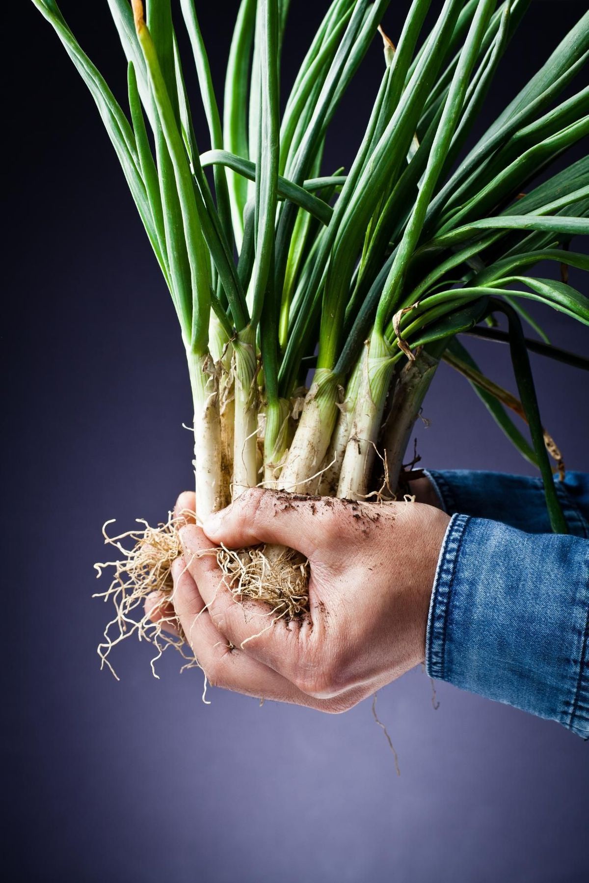 How to Grow Flavourful Green Onions at Home 6 Easy Steps