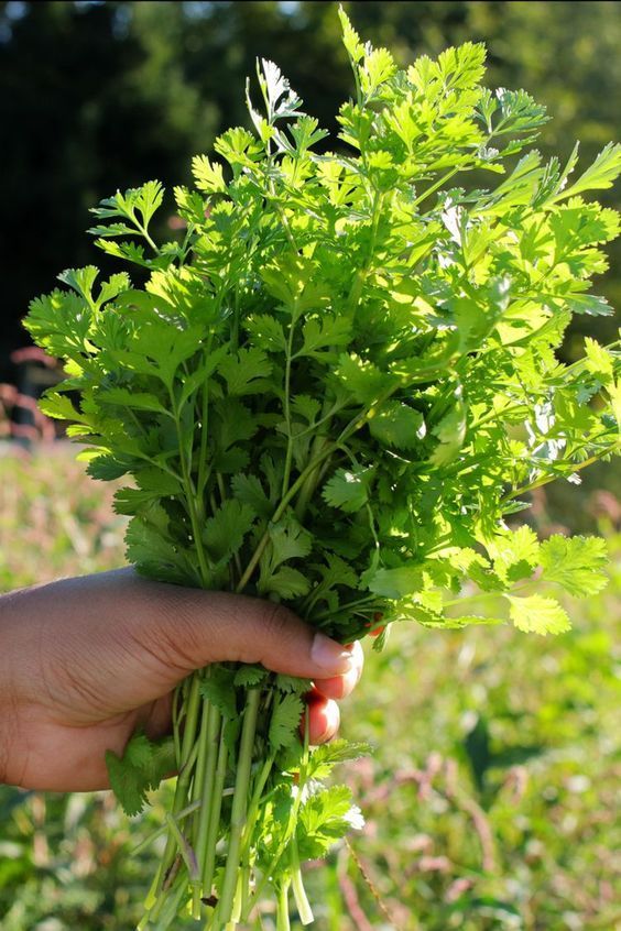 How to Take Care of Your Coriander Plant at Home A Simple Guide!