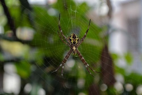 These 6 Plants Can Keep Spiders Away From Home! Check Out