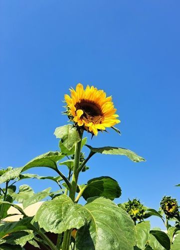 A Simple Guide to Grow Sunflowers in Your Home Garden