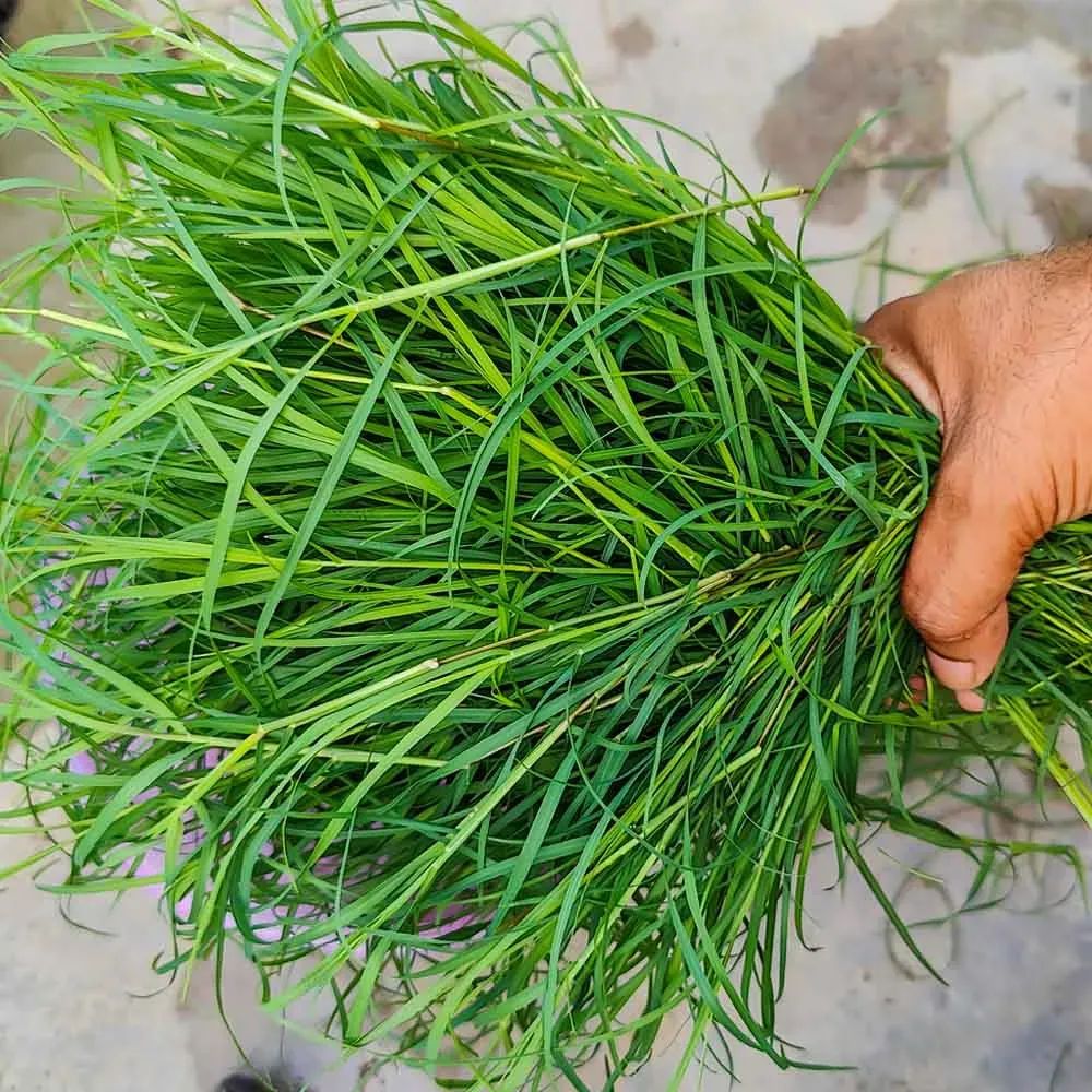 durva-grass-or-doob-plant-vastu-tips-for-happiness-and-prosperity