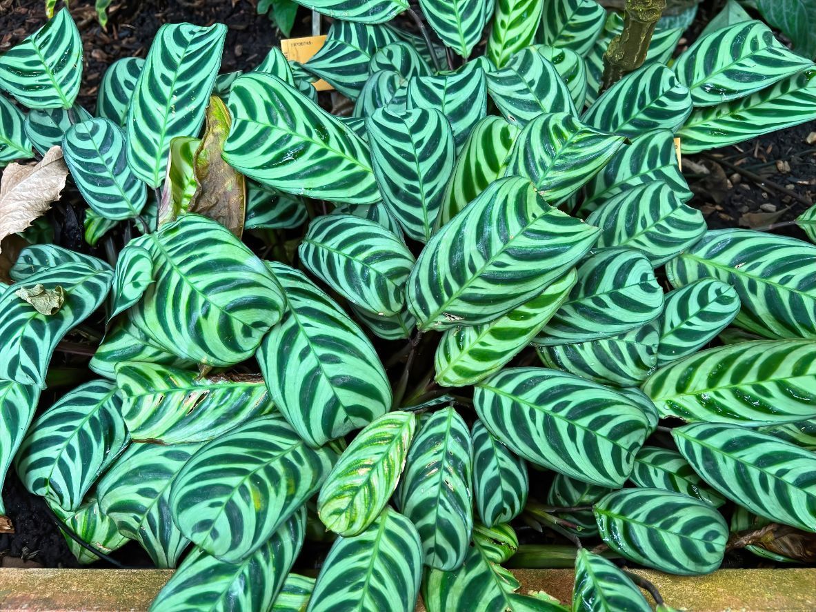 Prayer Plant Meaning, Care, & Types Red Prayer Plant to Lemon Lime & More