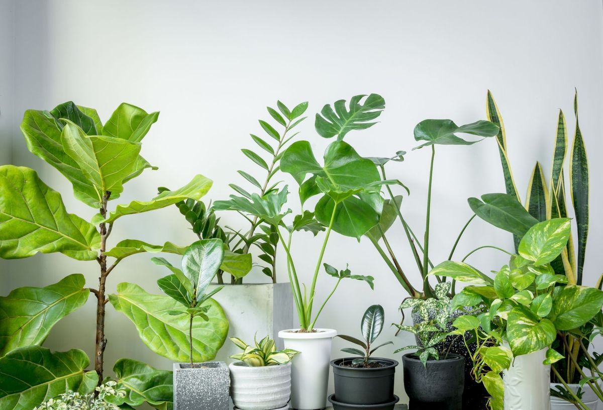 8 Air-Purifying Plants That Fill Your Home With Clean Air, Freshness ...