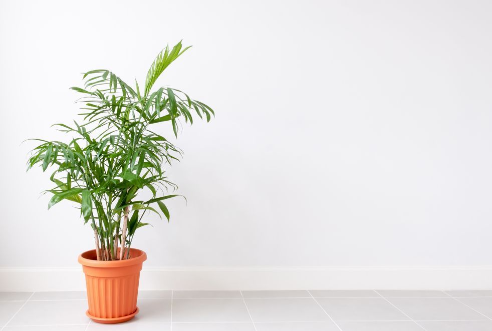 16 𝐋𝐮𝐜𝐤𝐲 𝐏𝐥𝐚𝐧𝐭𝐬 𝐟𝐨𝐫 𝐎𝐟𝐟𝐢𝐜𝐞 𝐃𝐞𝐬𝐤 |Vastu Plants for Office To Bring Luck ...