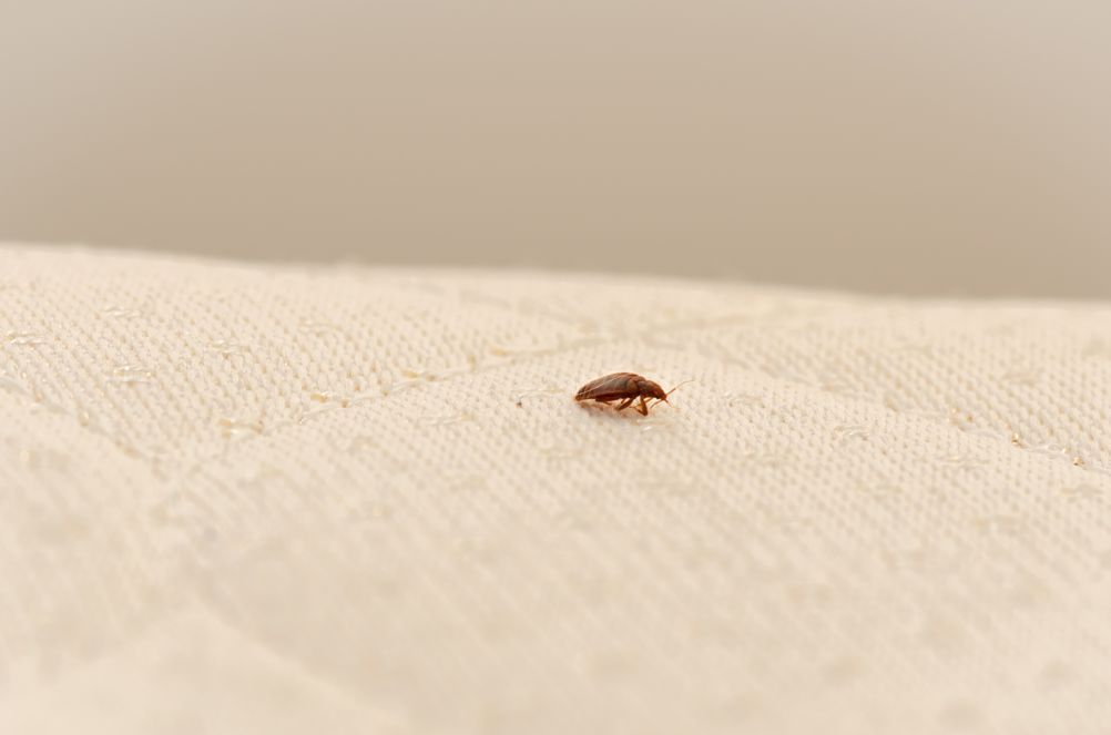 Fascination About Best Bed Bug Control Nyc