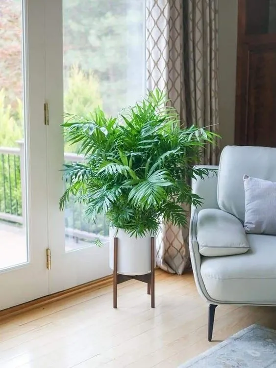 𝐏𝐚𝐥𝐦 𝐓𝐫𝐞𝐞 in House Vastu - Benefits, Types, Caution & Decor Inspiration