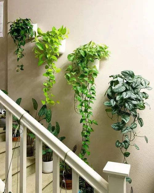 20+ Best Indoor Plants for Small Spaces with Placement Tips