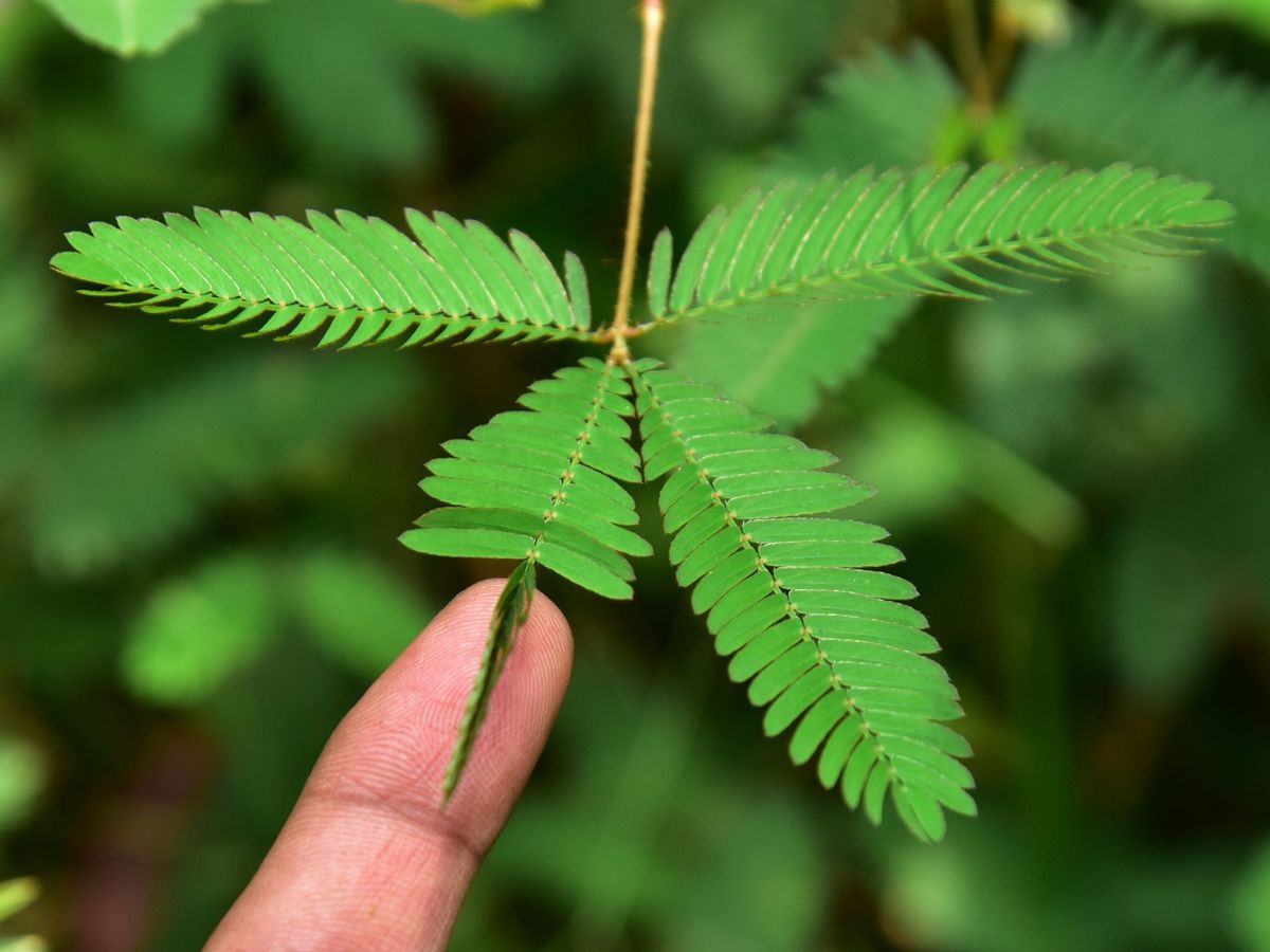 Touch Me Not Plant Features, Benefits And Care How To Grow Mimosa Pudica