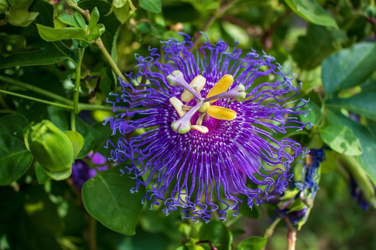 About Passion Flowers How To Grow, Uses, Images & More