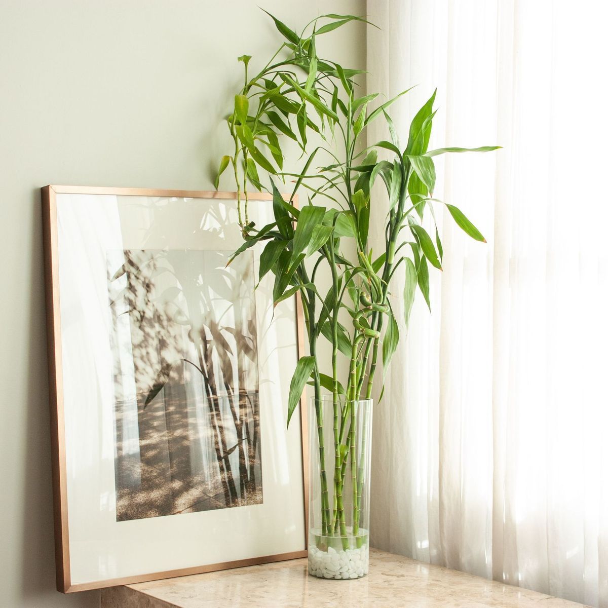 Is Bamboo Plant Really Lucky? Find Out Bamboo Plant Benefits As Per Vastu!