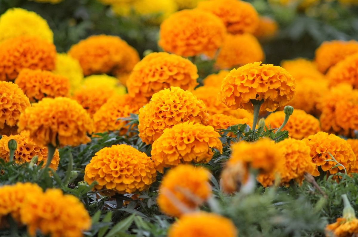 Signet marigold Lulu - lemon; golden marigold – Garden Seeds