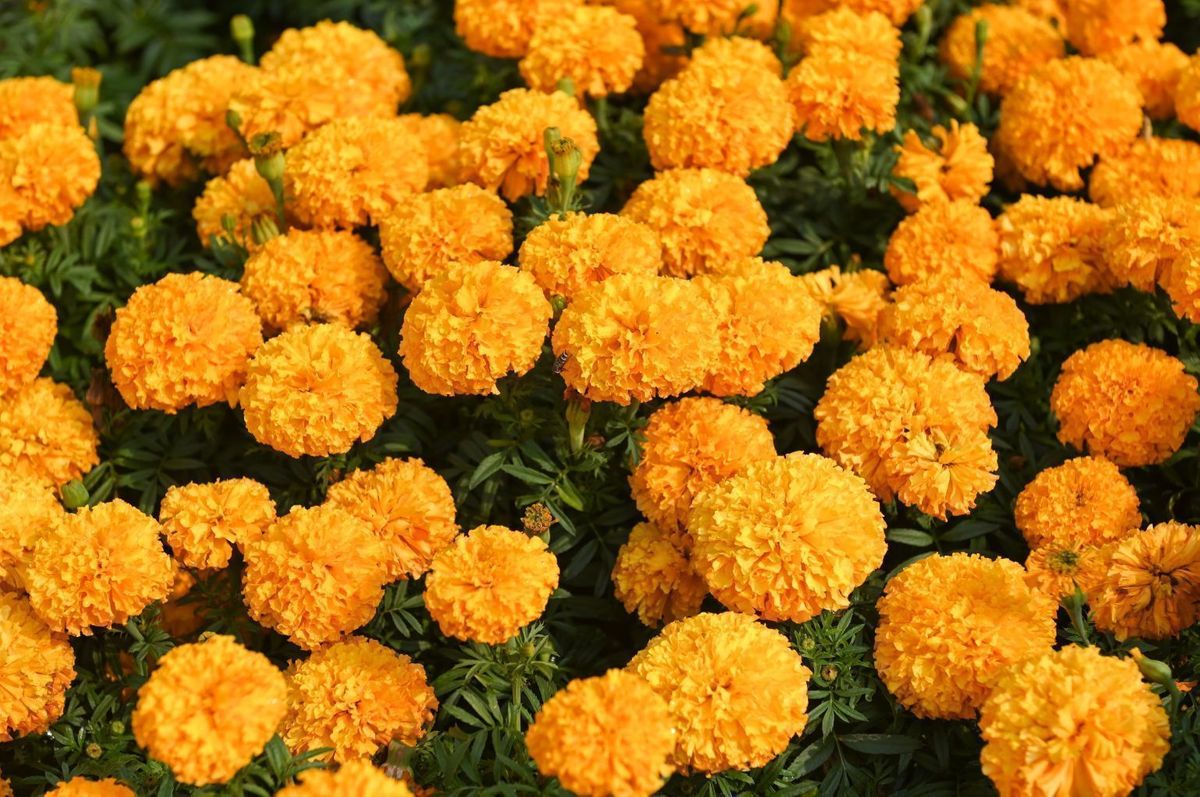 Marigold Flower Types How To Grow