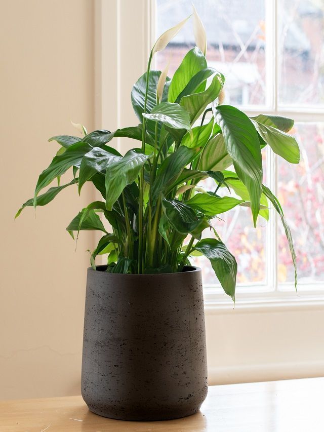 Destroy Bad Energies with a Peace Lily Plant Vastu Tips to Follow