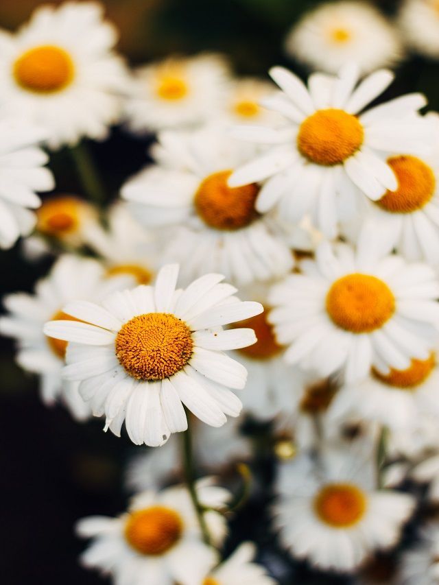 How To Grow Chamomile At Home
