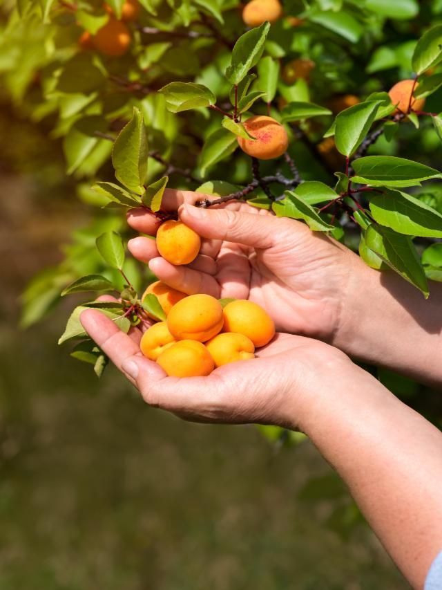 7 Most Easy Fruit Trees You Can Grow in Your Home Garden