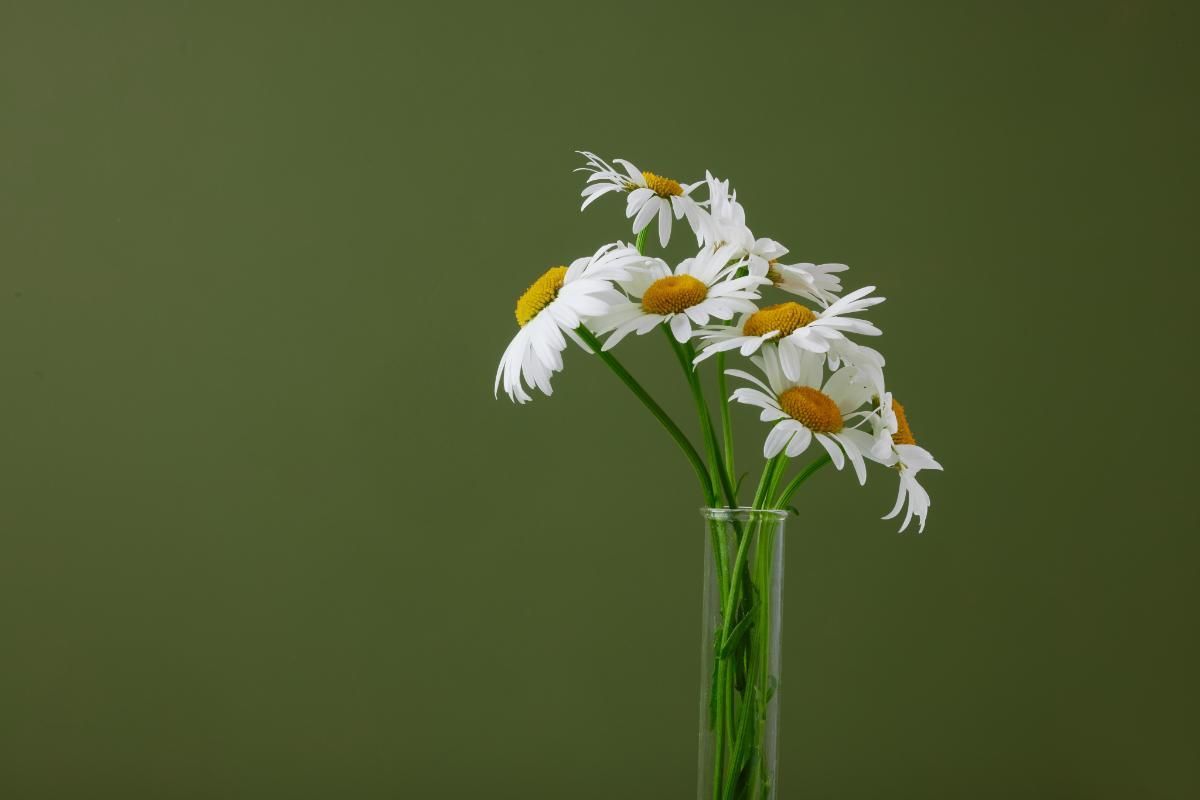 10 Indoor Medicinal Plants for Home