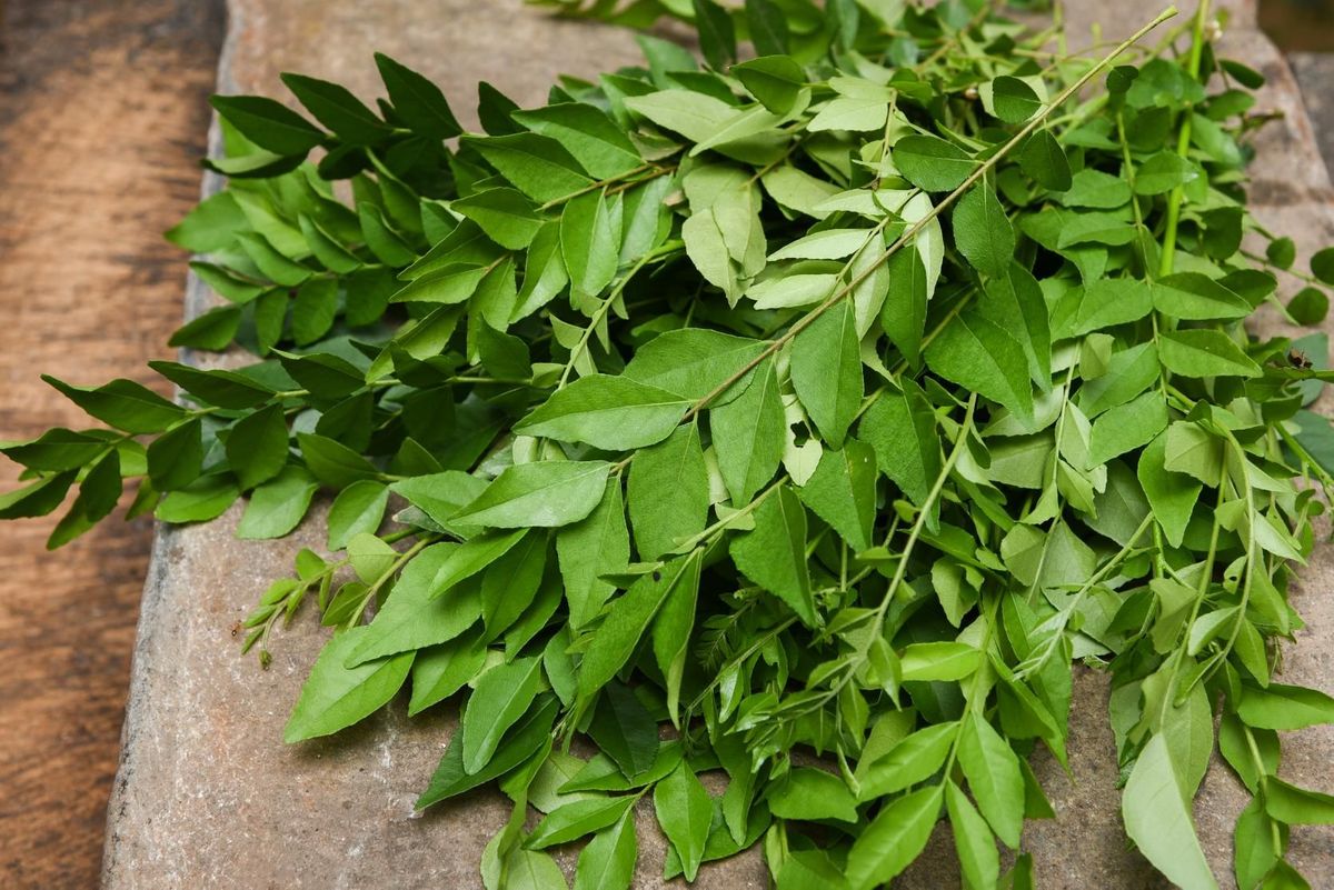 how-to-take-care-of-a-curry-leaves-plant-at-home-6-quick-tips