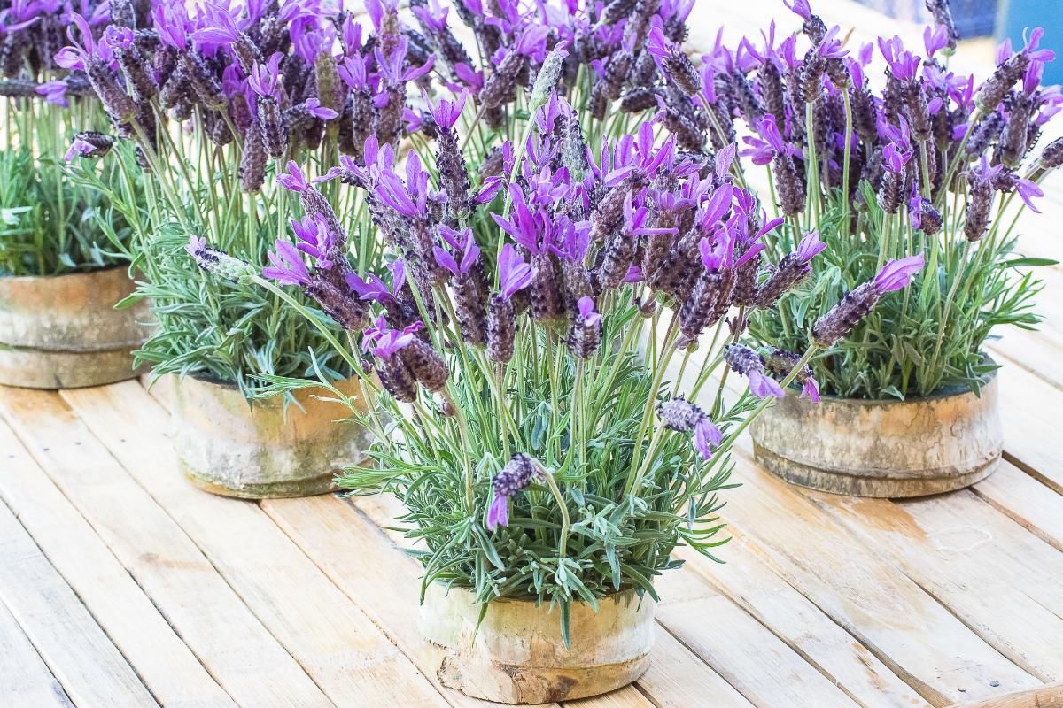 Lavender Plant How to Grow and Take Care