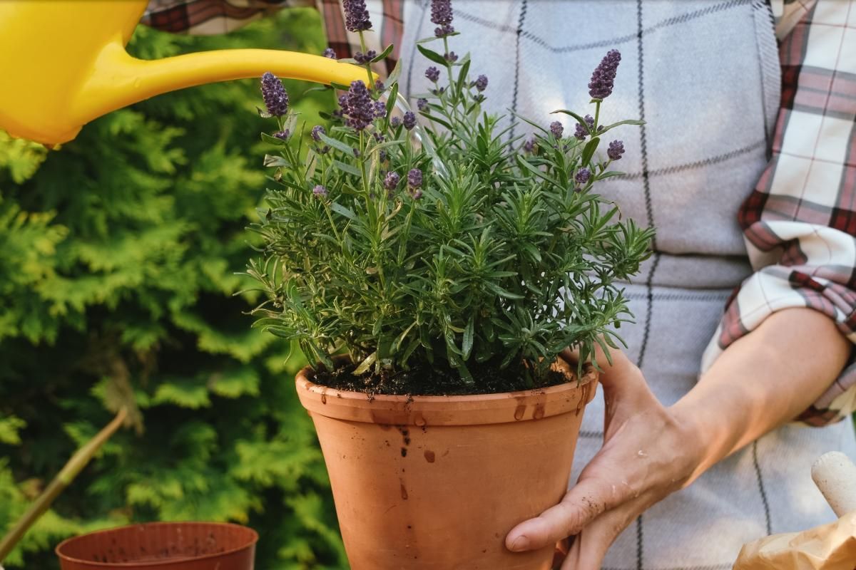 10 Indoor Medicinal Plants for Home