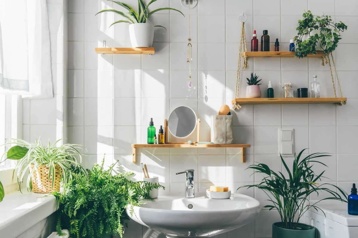 6 Amazing Plants to Remove Smell from Bathroom