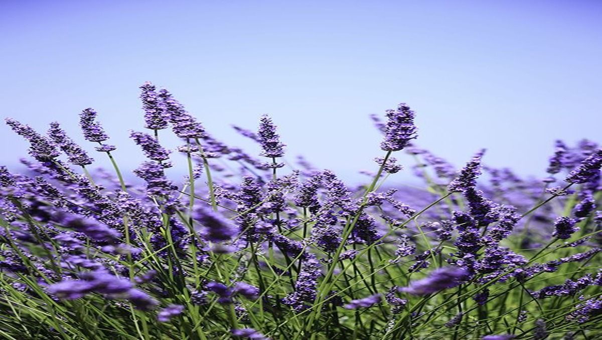  Lavender Plant Indoor