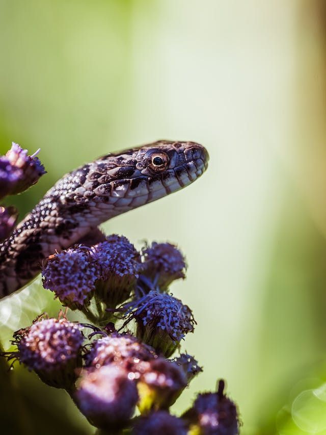 8 Plants to Repel Snakes from Your Home