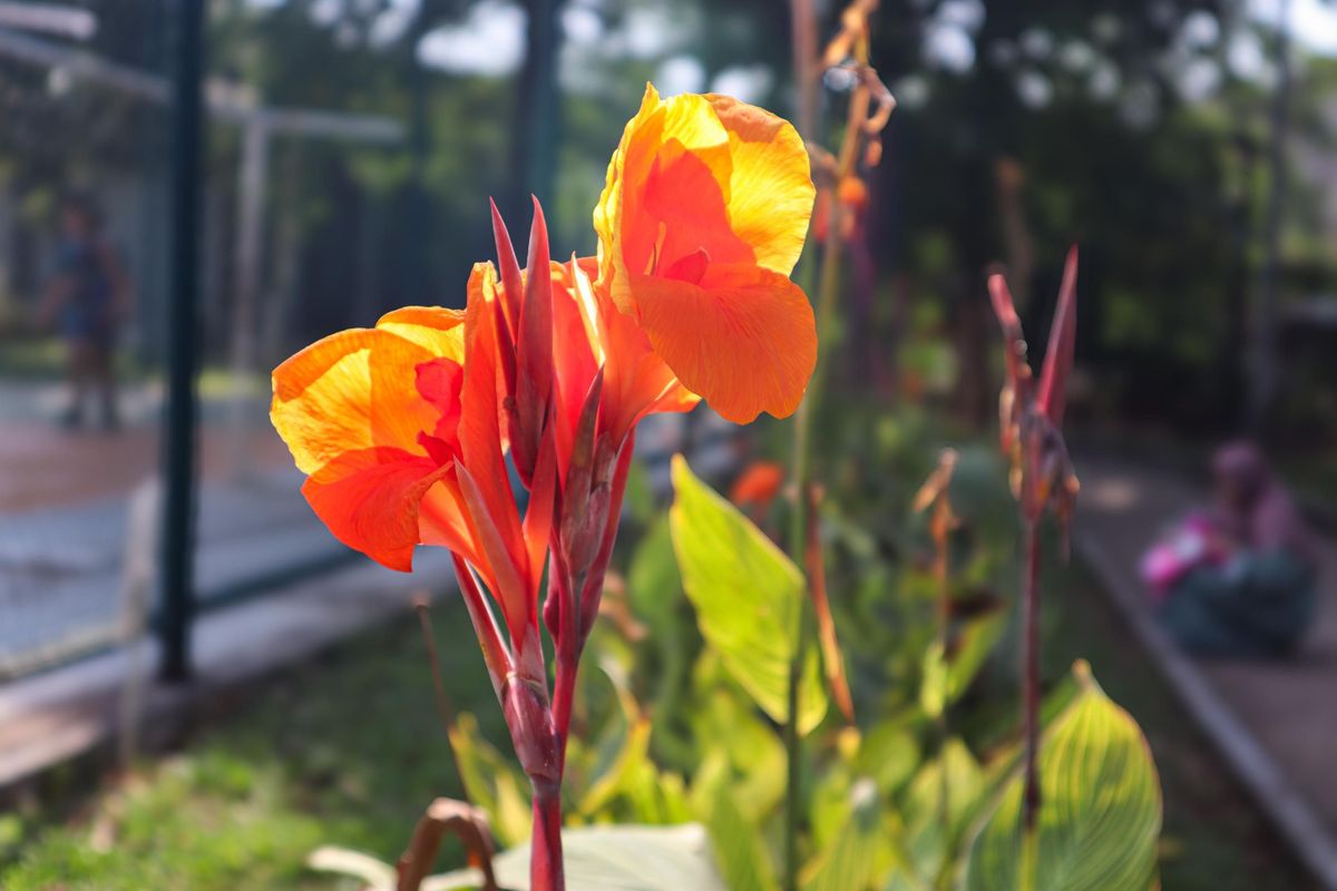 How To Grow & Care for Canna Flower Plant