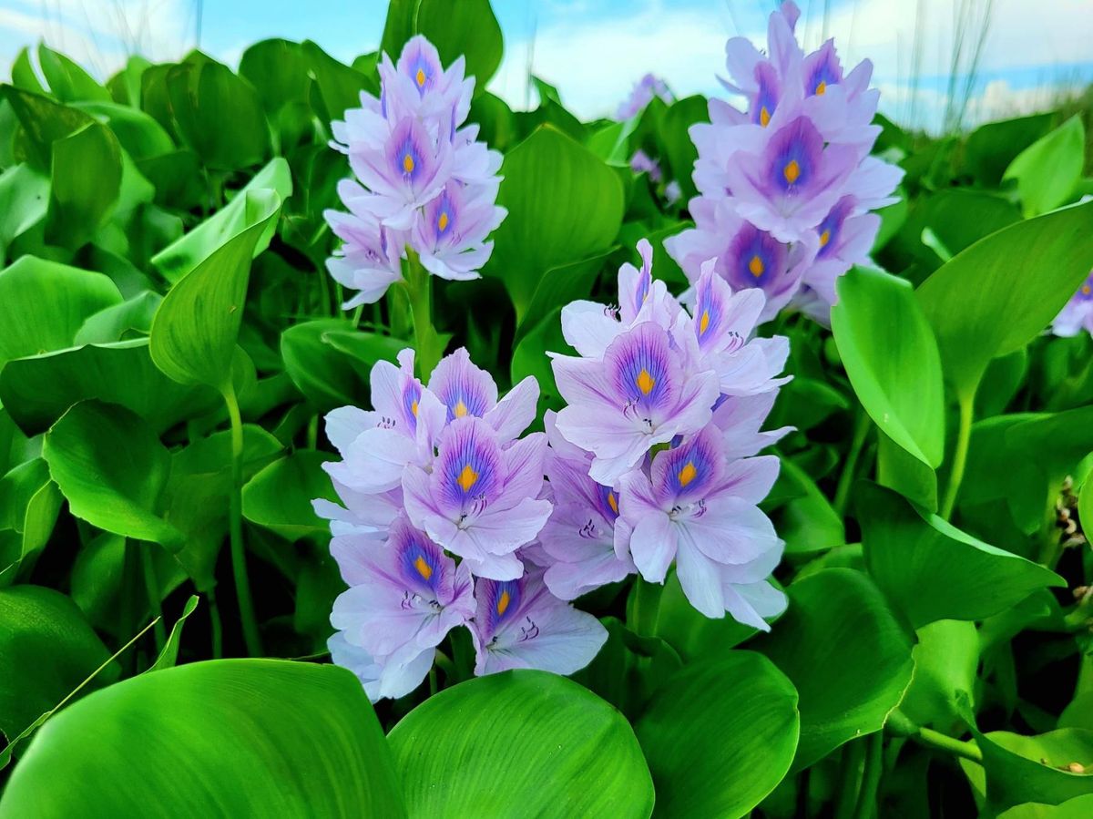 Hyacinth Plant - How to Grow, Propagate, & Care