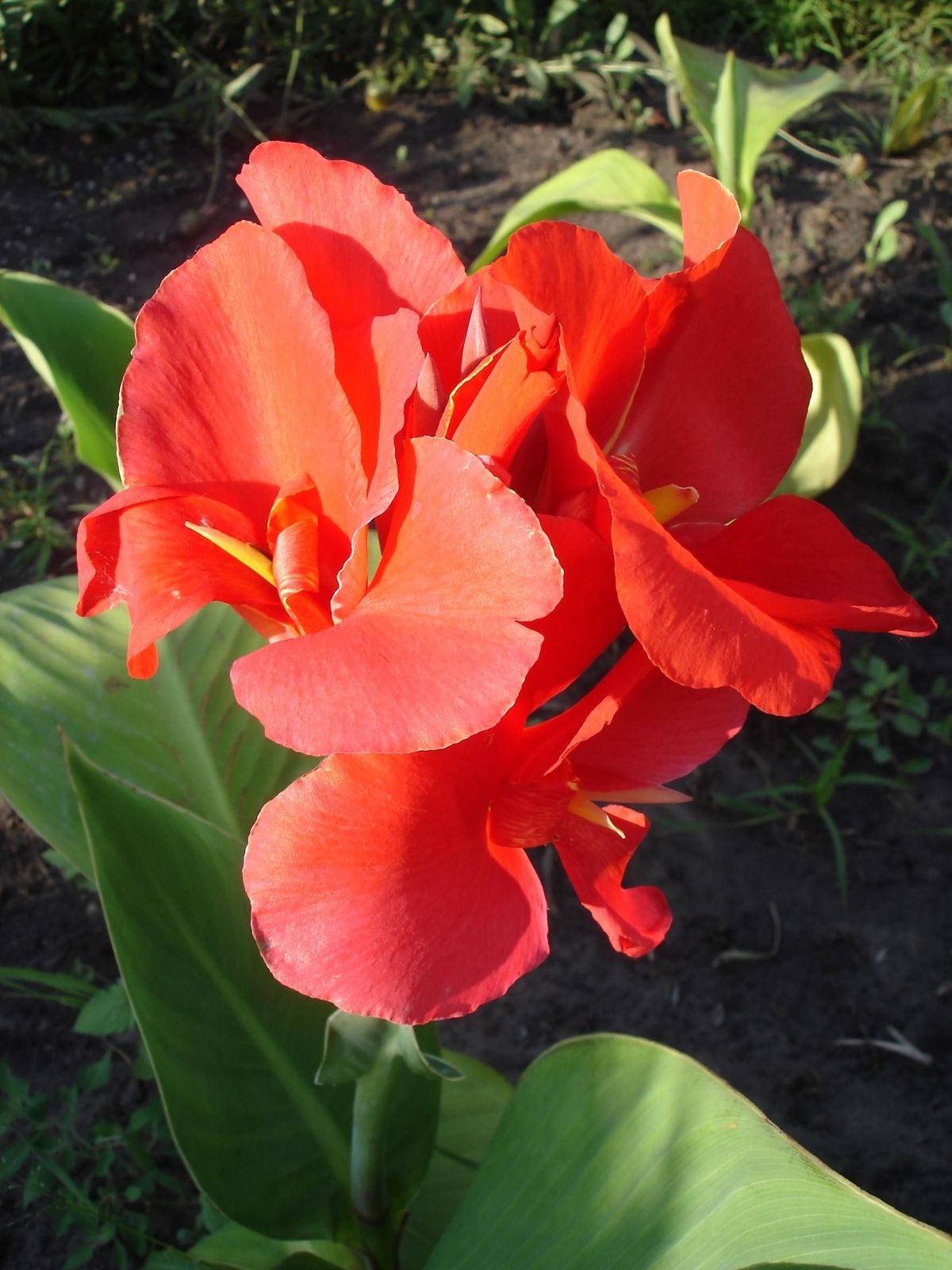 How To Grow & Care for Canna Flower Plant