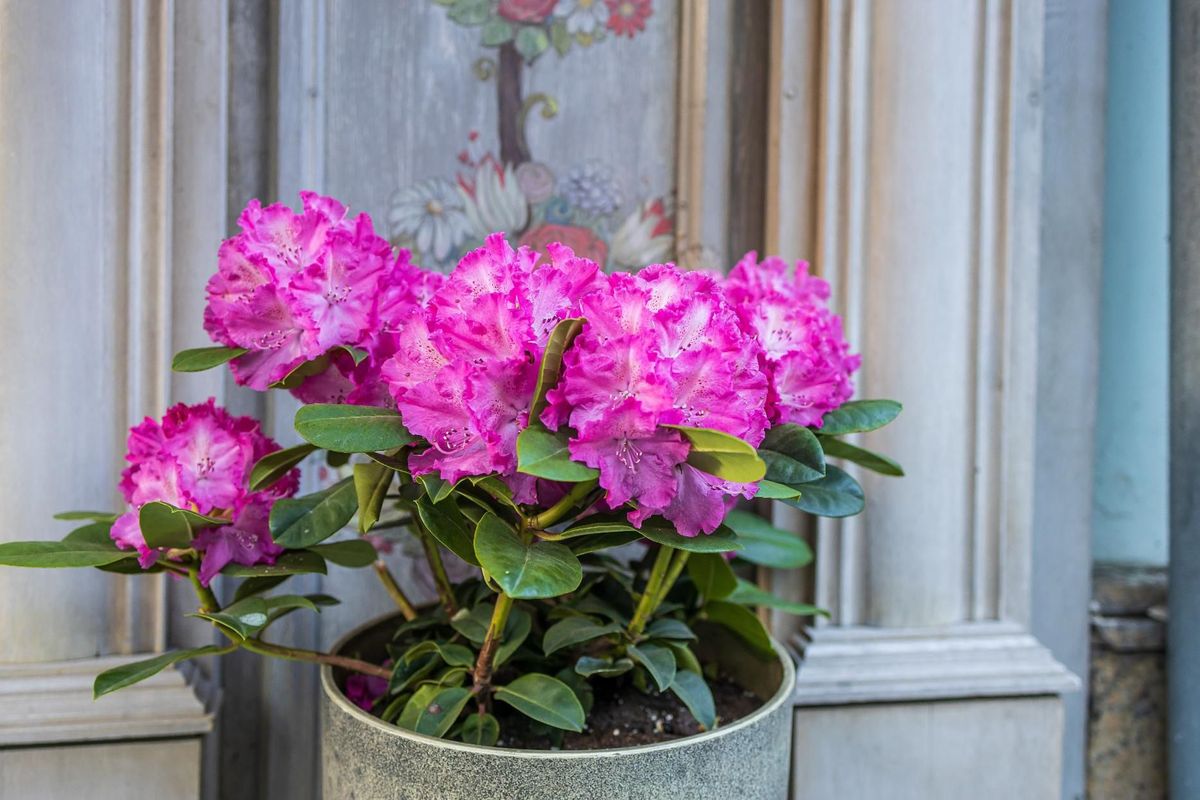 Rhododendron - Meaning, Facts, and How to Grow