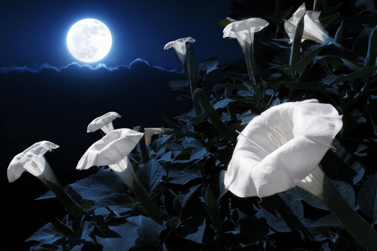Growing the MoonFlower - A Quick Guide & Other Tips & Facts