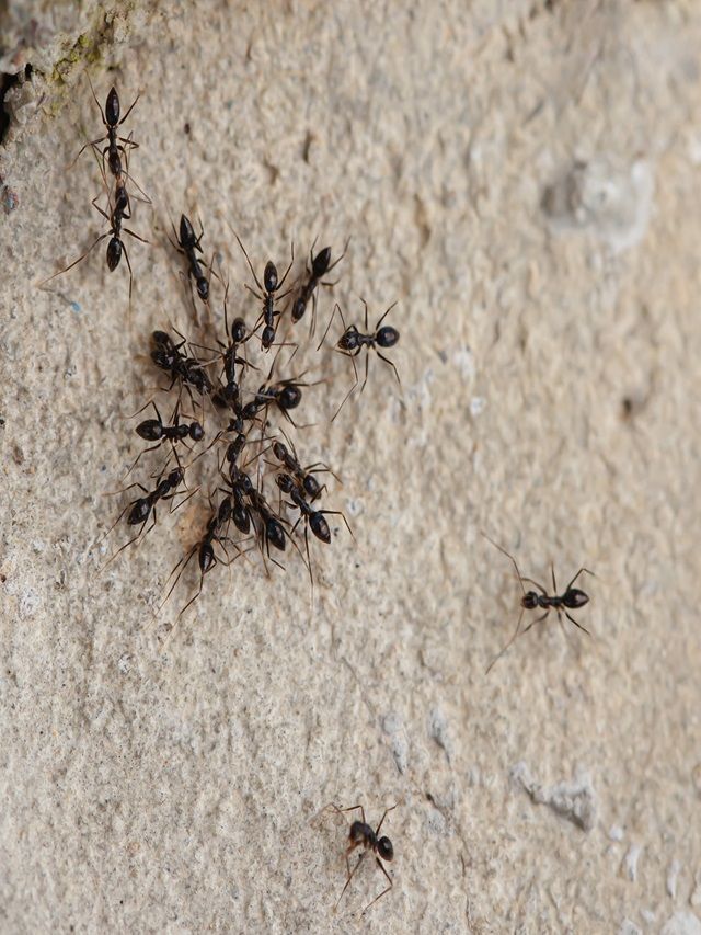 Are Black Ants in Home Lucky or Unlucky? Know the Feng Shui Meaning