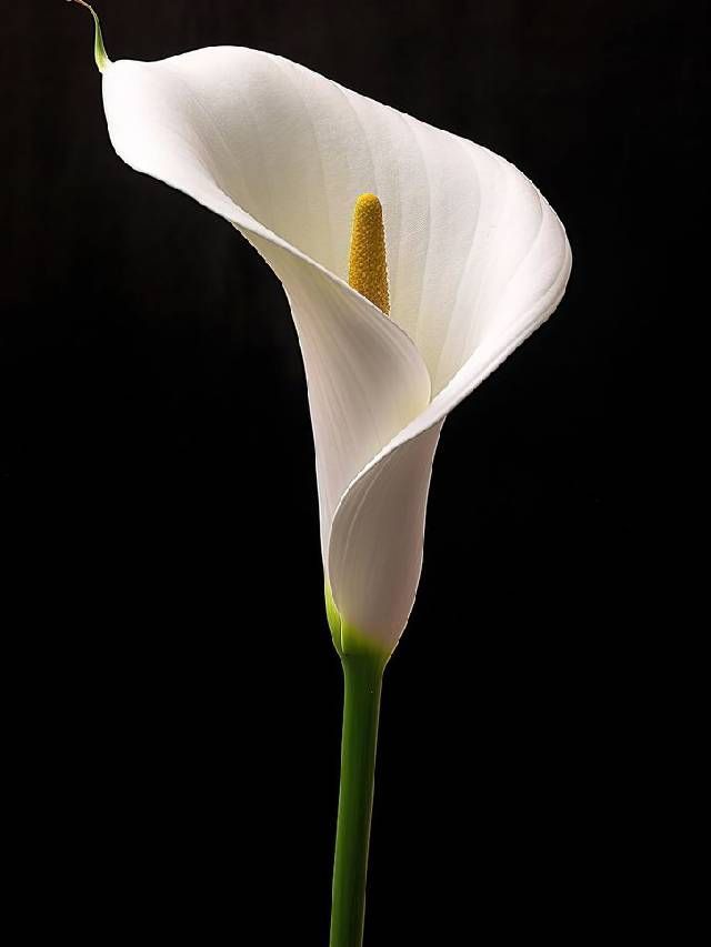 How To Grow And Care For Calla Lily
