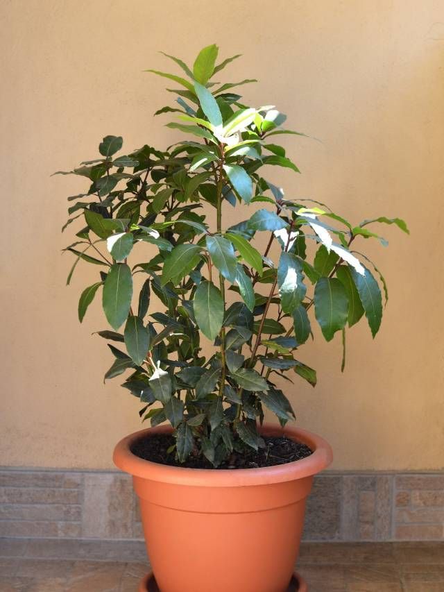 Dealing with Bay Leaf Plant Diseases: - Live to Plant