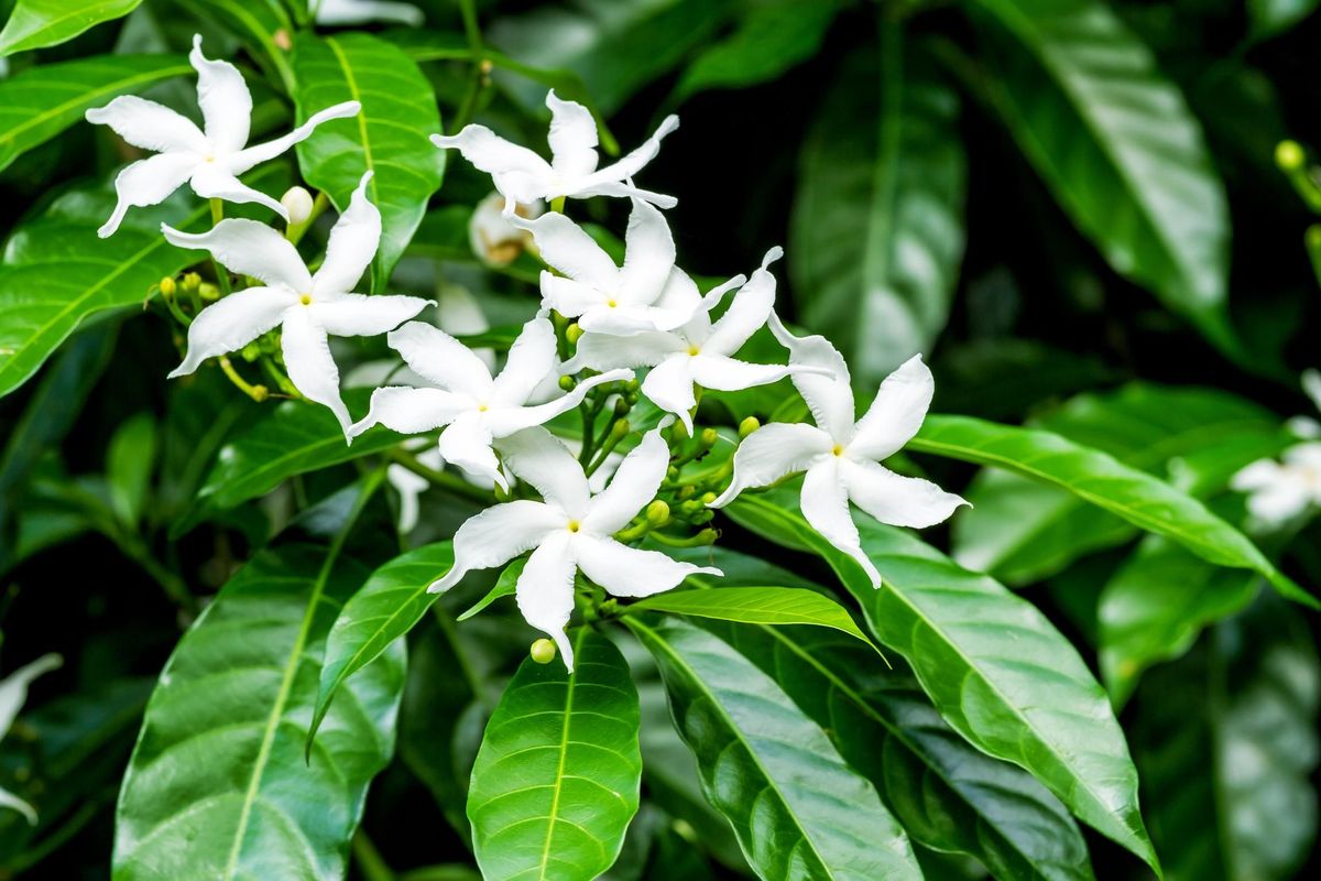 Jasmine flower in hindi discount