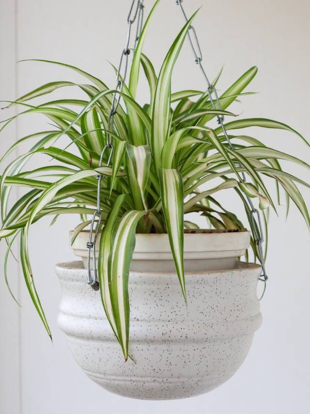 How to Grow A Spider Plant at Home 7 Quick Steps